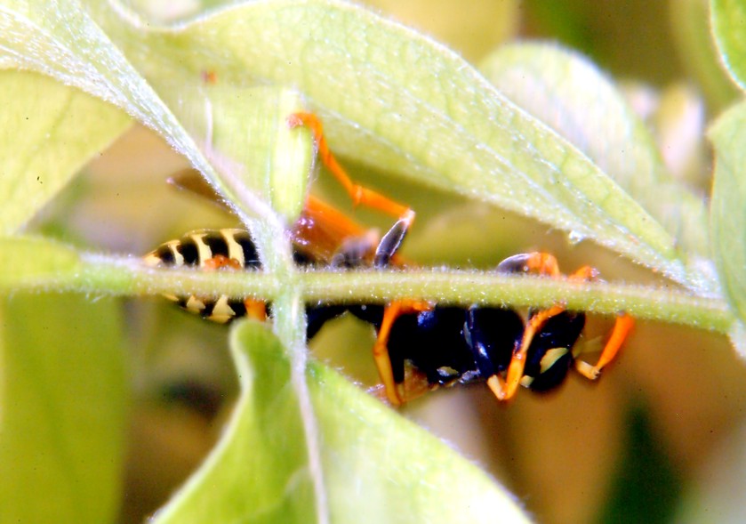 Polistes gioca a rimpiattino